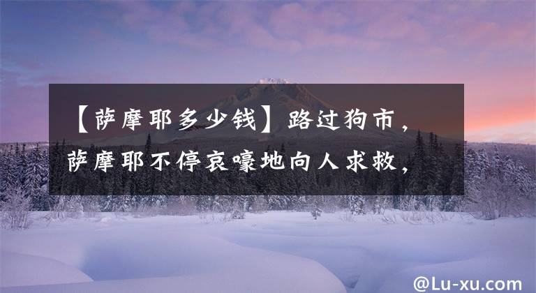 【萨摩耶多少钱】路过狗市，萨摩耶不停哀嚎地向人求救，900元买它回家后让人欣慰
