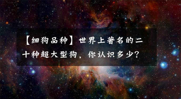 【细狗品种】世界上著名的二十种超大型狗，你认识多少？