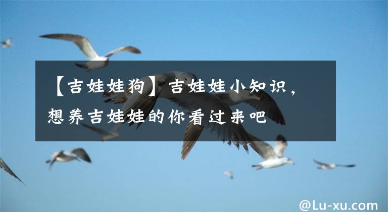 【吉娃娃狗】吉娃娃小知识，想养吉娃娃的你看过来吧