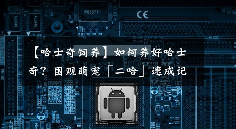【哈士奇饲养】如何养好哈士奇？围观萌宠「二哈」速成记
