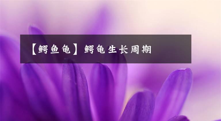 【鳄鱼龟】鳄龟生长周期