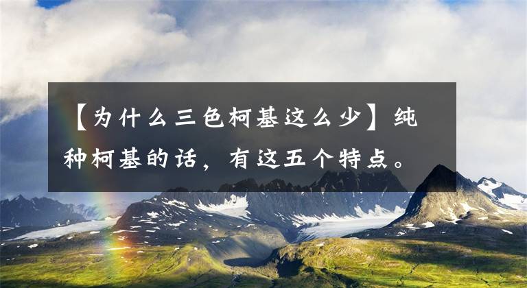 【为什么三色柯基这么少】纯种柯基的话，有这五个特点。快去看看你家有没有狗。