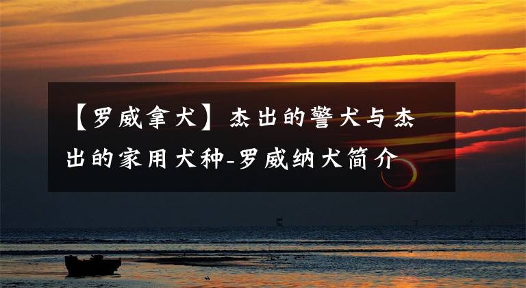 【罗威拿犬】杰出的警犬与杰出的家用犬种-罗威纳犬简介