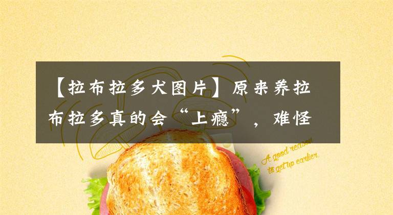 【拉布拉多犬图片】原来养拉布拉多真的会“上瘾”，难怪这么多人养