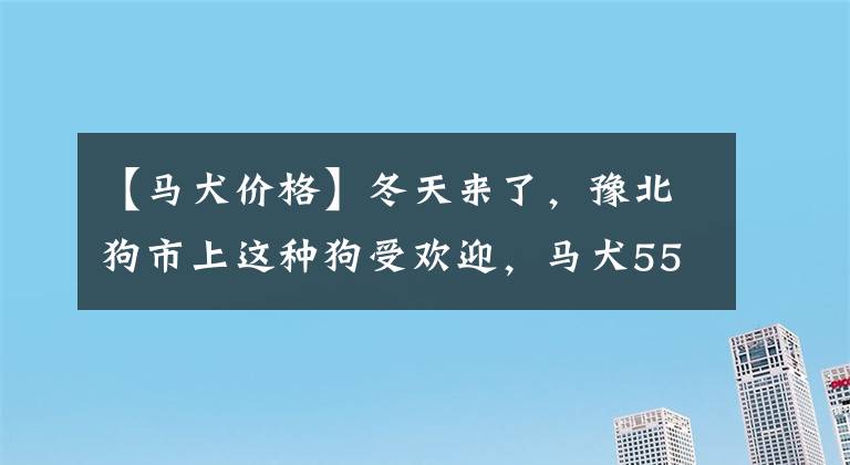 【马犬价格】冬天来了，豫北狗市上这种狗受欢迎，马犬550元一只