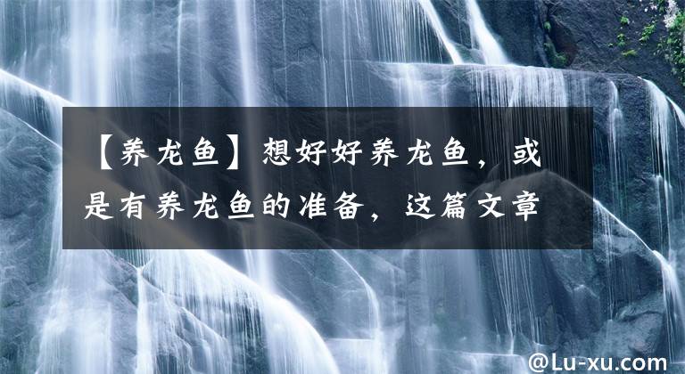 【养龙鱼】想好好养龙鱼，或是有养龙鱼的准备，这篇文章就要好好阅读了