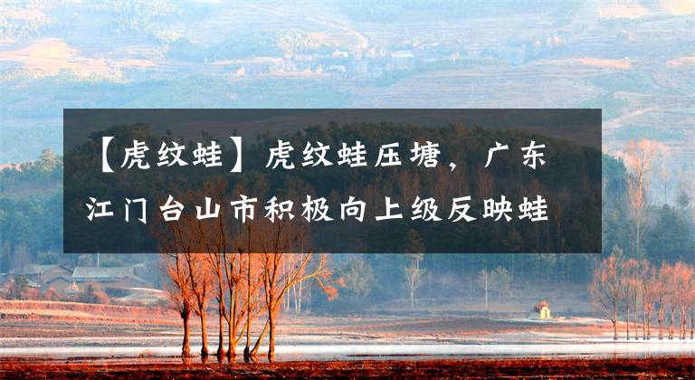 【虎纹蛙】虎纹蛙压塘，广东江门台山市积极向上级反映蛙农诉求，寻求解决办法