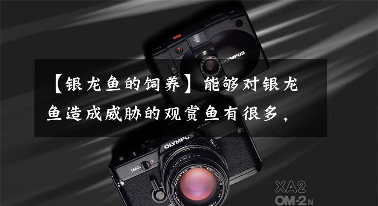 【银龙鱼的饲养】能够对银龙鱼造成威胁的观赏鱼有很多，以下几种我们更要留神