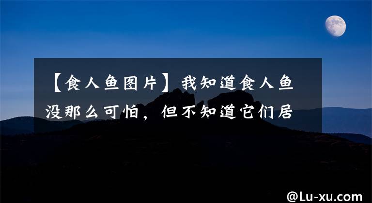 【食人鱼图片】我知道食人鱼没那么可怕，但不知道它们居然能怂到这个地步