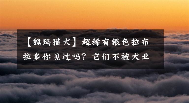 【魏玛猎犬】超稀有银色拉布拉多你见过吗？它们不被犬业协会承认却卖得超贵
