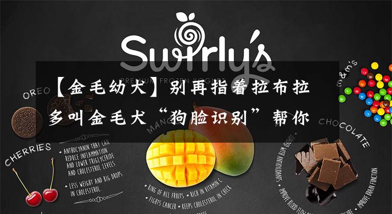 【金毛幼犬】别再指着拉布拉多叫金毛犬“狗脸识别”帮你认清狗子品种