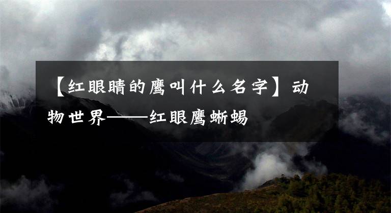 【红眼睛的鹰叫什么名字】动物世界——红眼鹰蜥蜴