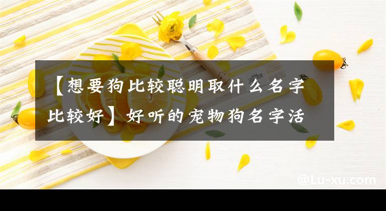 【想要狗比较聪明取什么名字比较好】好听的宠物狗名字活泼、调皮、新颖-可爱