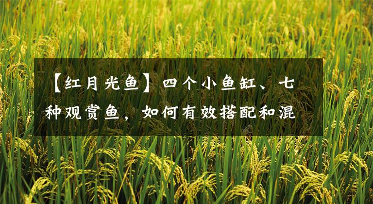 【红月光鱼】四个小鱼缸、七种观赏鱼，如何有效搭配和混养，才是最佳选择？