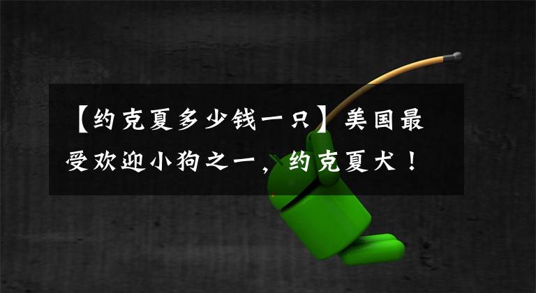 【约克夏多少钱一只】美国最受欢迎小狗之一，约克夏犬！爱养大狗的外国人为什么喜欢它