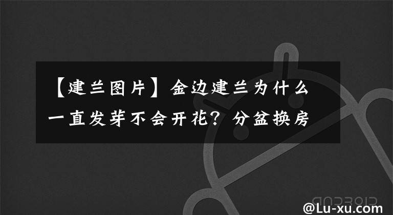 【建兰图片】金边建兰为什么一直发芽不会开花？分盆换房子，花开不停歇
