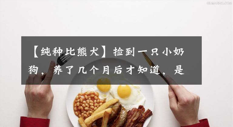 【纯种比熊犬】捡到一只小奶狗，养了几个月后才知道，是纯种的比熊犬，太幸运了
