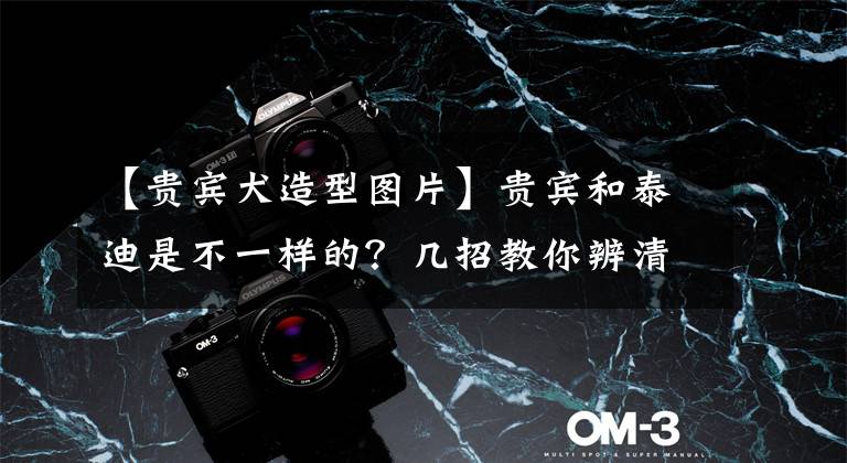 【贵宾犬造型图片】贵宾和泰迪是不一样的？几招教你辨清