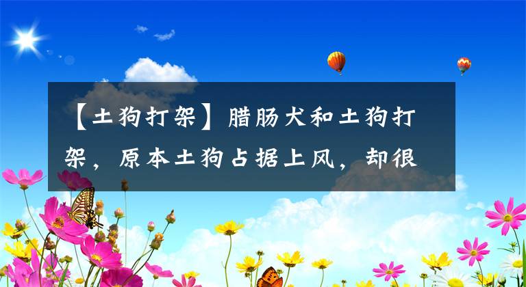 【土狗打架】腊肠犬和土狗打架，原本土狗占据上风，却很快败下阵来