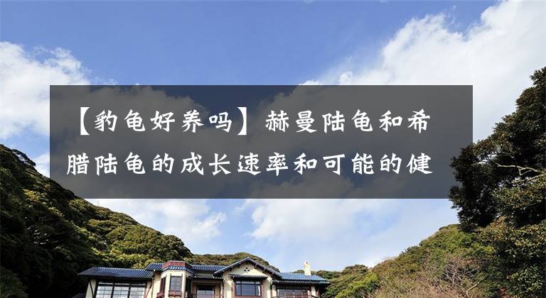 【豹龟好养吗】赫曼陆龟和希腊陆龟的成长速率和可能的健康状况！