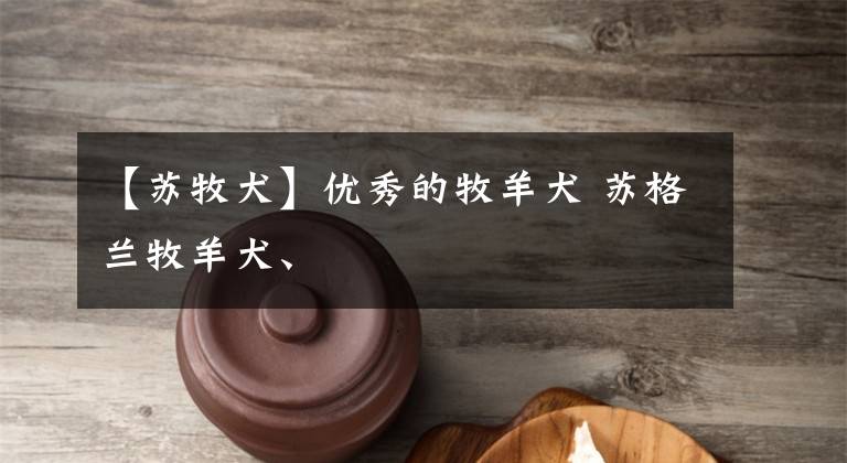 【苏牧犬】优秀的牧羊犬 苏格兰牧羊犬、