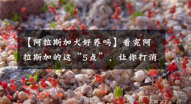 【阿拉斯加犬好养吗】看完阿拉斯加的这“5点”，让你打消想养它的念头
