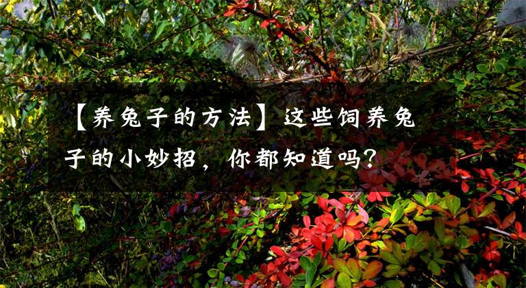 【养兔子的方法】这些饲养兔子的小妙招，你都知道吗？