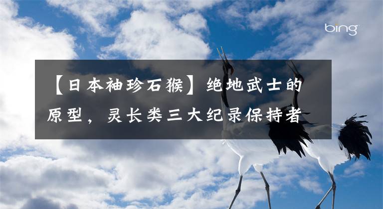 【日本袖珍石猴】绝地武士的原型，灵长类三大纪录保持者，肉食大眼萌兽：眼镜猴