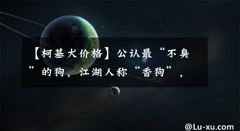 【柯基犬价格】公认最“不臭”的狗，江湖人称“香狗”，网友：养了就不想换狗了