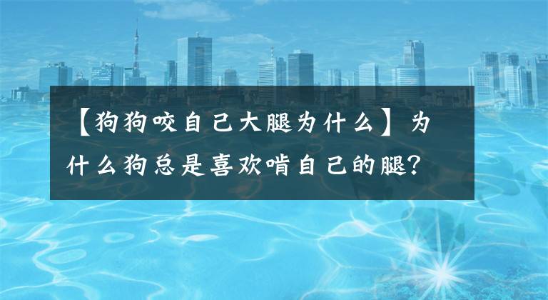 【狗狗咬自己大腿为什么】为什么狗总是喜欢啃自己的腿？