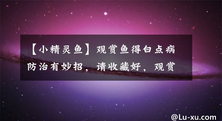 【小精灵鱼】观赏鱼得白点病防治有妙招，请收藏好，观赏鱼得白点病不用愁