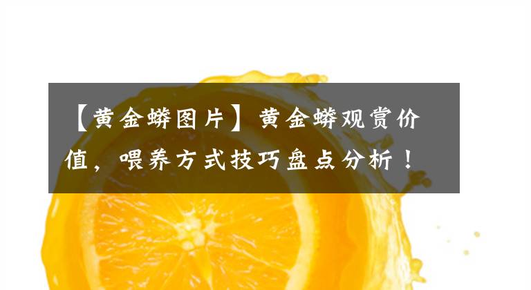 【黄金蟒图片】黄金蟒观赏价值，喂养方式技巧盘点分析！