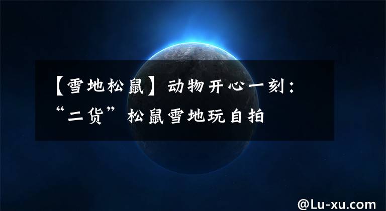 【雪地松鼠】动物开心一刻：“二货”松鼠雪地玩自拍