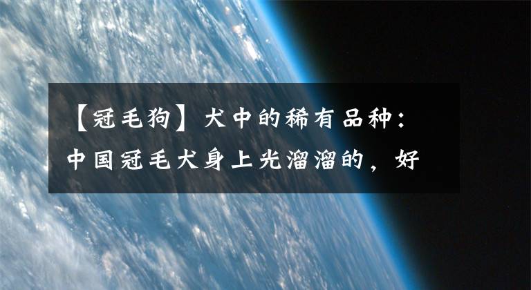 【冠毛狗】犬中的稀有品种：中国冠毛犬身上光溜溜的，好害羞