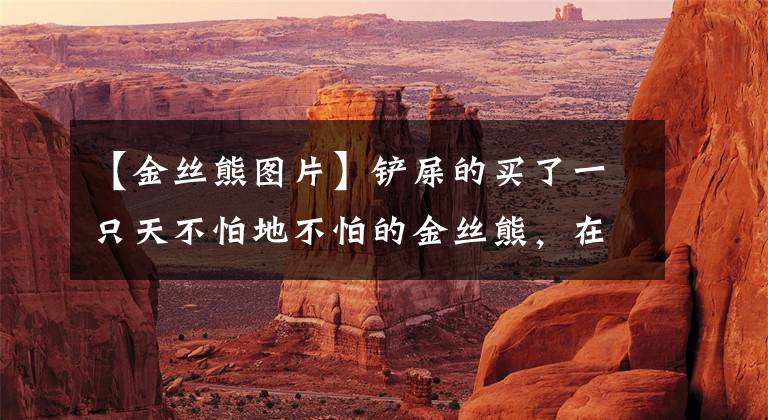 【金丝熊图片】铲屎的买了一只天不怕地不怕的金丝熊，在两只喵星人面前大摇大摆还直接趴进了猫粮碗