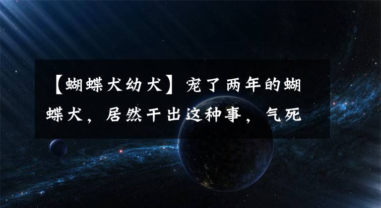 【蝴蝶犬幼犬】宠了两年的蝴蝶犬，居然干出这种事，气死我了