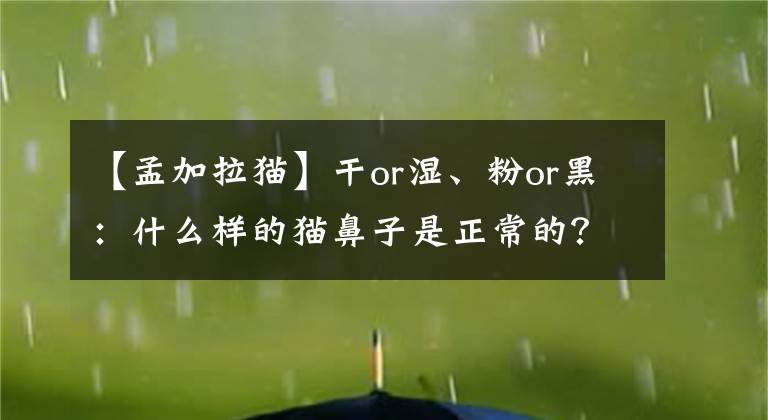 【孟加拉猫】干or湿、粉or黑：什么样的猫鼻子是正常的？