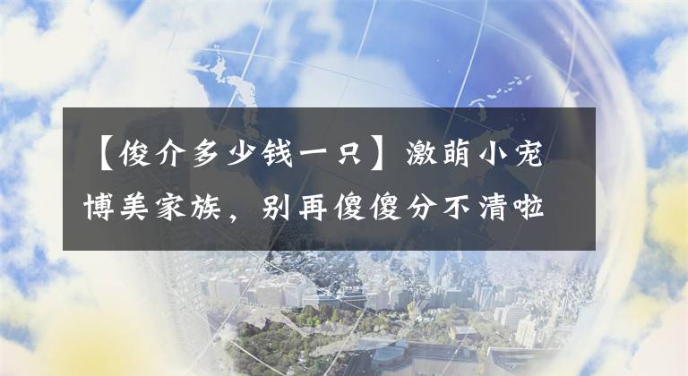【俊介多少钱一只】激萌小宠博美家族，别再傻傻分不清啦