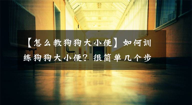 【怎么教狗狗大小便】如何训练狗狗大小便？很简单几个步骤就行