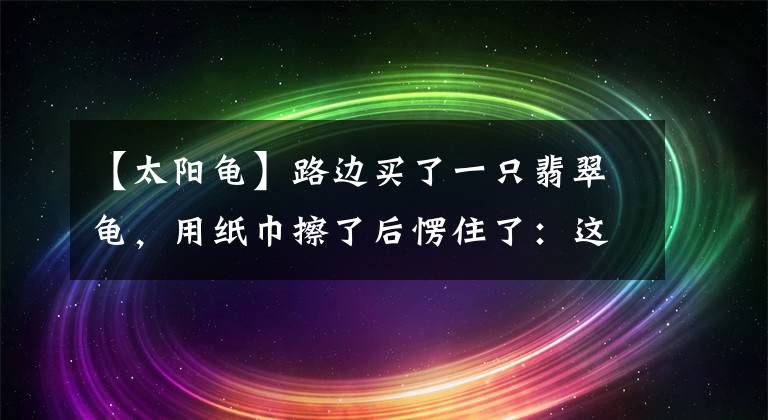 【太阳龟】路边买了一只翡翠龟，用纸巾擦了后愣住了：这乌龟咋是白色的呀？