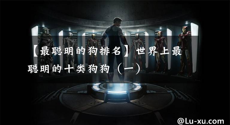 【最聪明的狗排名】世界上最聪明的十类狗狗（一）