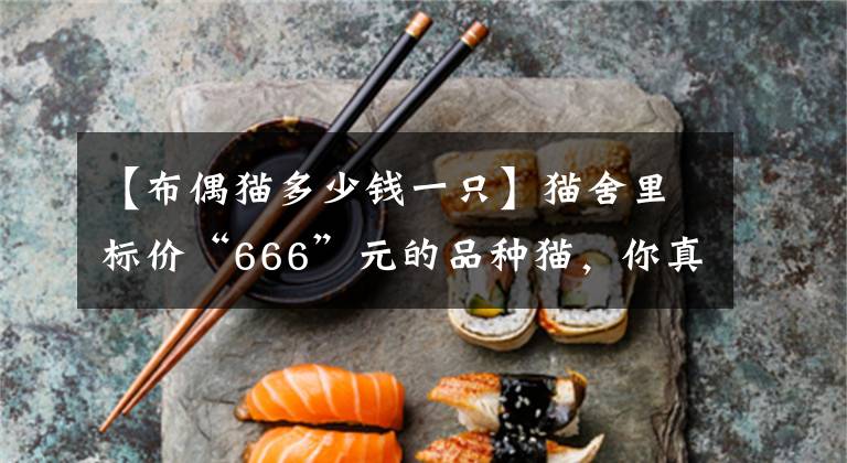 【布偶猫多少钱一只】猫舍里标价“666”元的品种猫，你真的敢买吗？