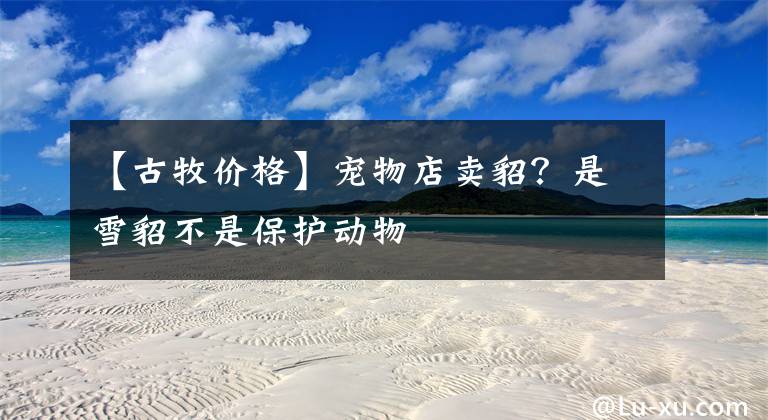 【古牧价格】宠物店卖貂？是雪貂不是保护动物