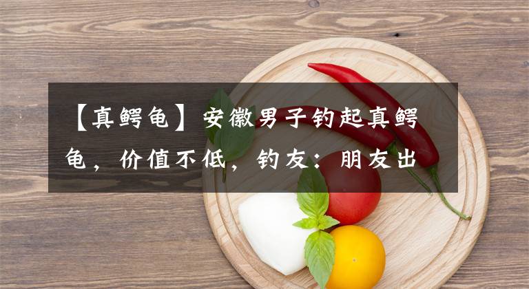 【真鳄龟】安徽男子钓起真鳄龟，价值不低，钓友：朋友出120要买，送他了