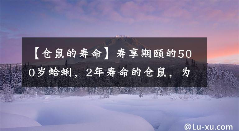 【仓鼠的寿命】寿享期颐的500岁蛤蜊，2年寿命的仓鼠，为何动物的寿命差异如此大