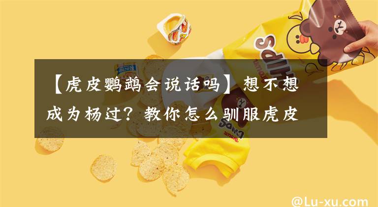 【虎皮鹦鹉会说话吗】想不想成为杨过？教你怎么驯服虎皮鹦鹉，让你的鹦鹉变雕兄