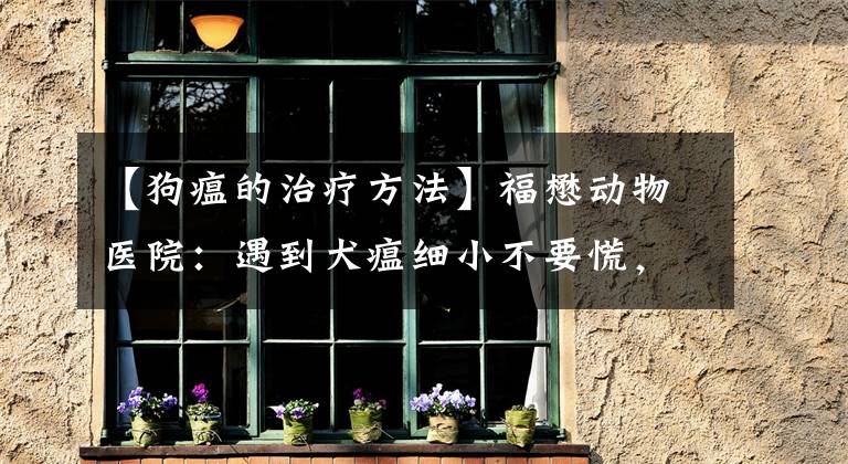 【狗瘟的治疗方法】福懋动物医院：遇到犬瘟细小不要慌，教你如何预防和治疗