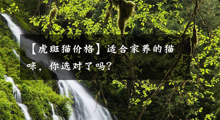 【虎斑猫价格】适合家养的猫咪，你选对了吗？