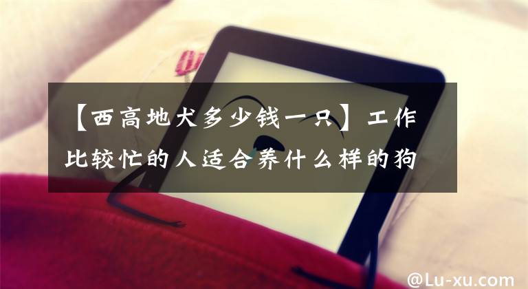 【西高地犬多少钱一只】工作比较忙的人适合养什么样的狗？