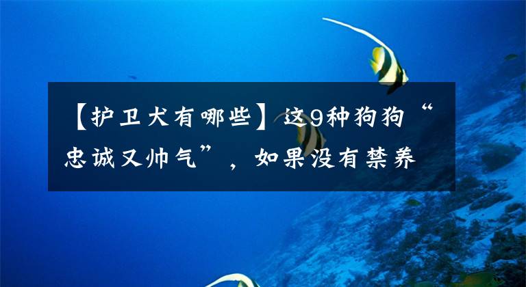 【护卫犬有哪些】这9种狗狗“忠诚又帅气”，如果没有禁养，你最喜欢哪种？